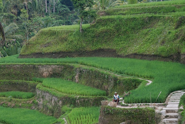 Petani beraktifitas di kawasan persawahan Tegallalang, Gianyar, Bali, Selasa (15/10). Foto: Fanny Kusumawardhani/kumparan