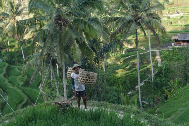 Petani beraktifitas di kawasan persawahan Tegallalang, Gianyar, Bali, Selasa (15/10). Foto: Fanny Kusumawardhani/kumparan