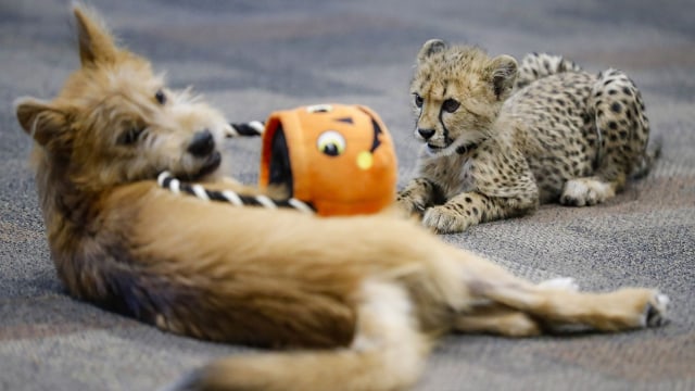 Bayi cheetah dan anak anjing sedang bermain. Foto: AP/John Minchillo
