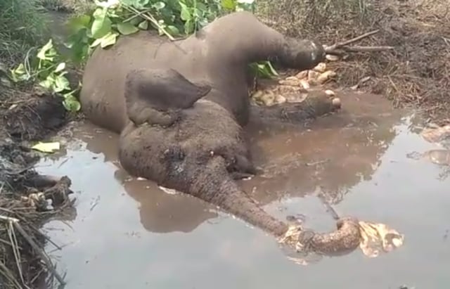 Gajah 'Dita" ditemukan mati mengenaskan di kubangan dalam kondisi membusuk. Foto: BBKSDA Riau