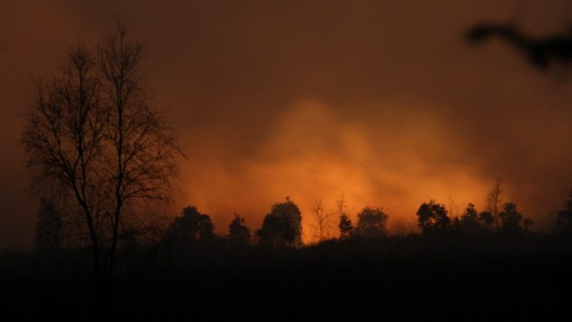 Ilustrasi kebakaran hutan. Foto: ANTARA FOTO/Bayu Pratama S