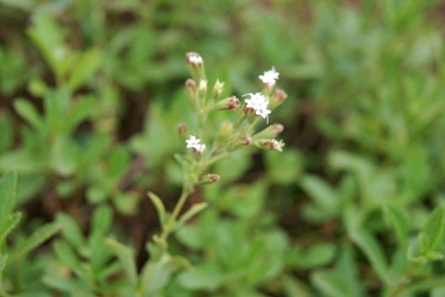 Daun Stevia bisa digunakan sebagai pemanis alami. Foto: Bella Cynthia/kumparan