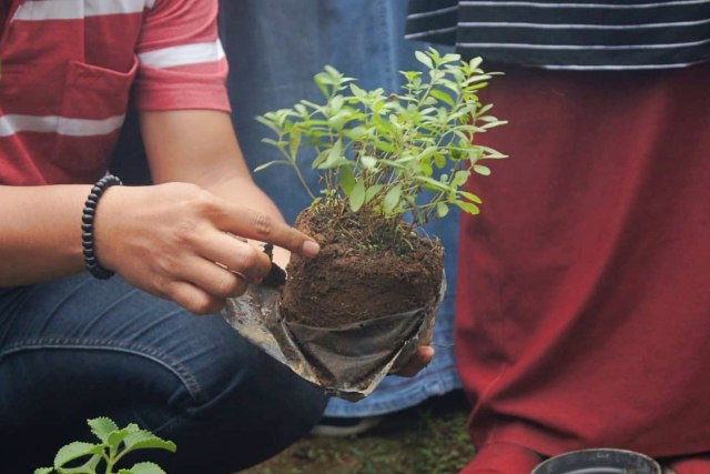 Tanaman Stevia yang bisa digunakan sebagai pemanis alami. Foto: Bella Cynthia/kumparan
