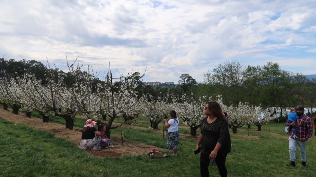 Piknik di Australia: Pilih ke Kebun Ceri atau Tulip? (63323)
