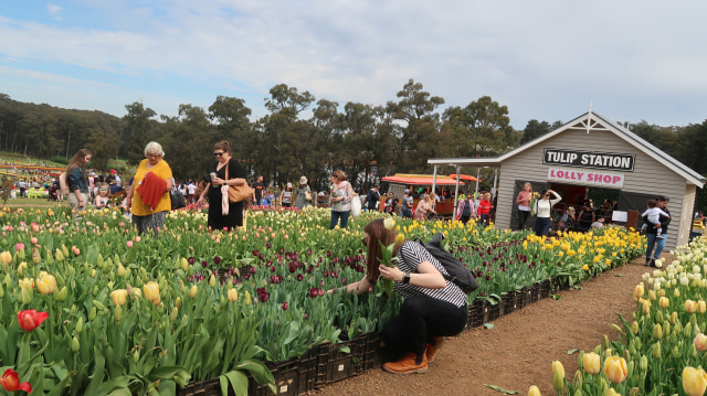 Piknik di Australia: Pilih ke Kebun Ceri atau Tulip? (63325)