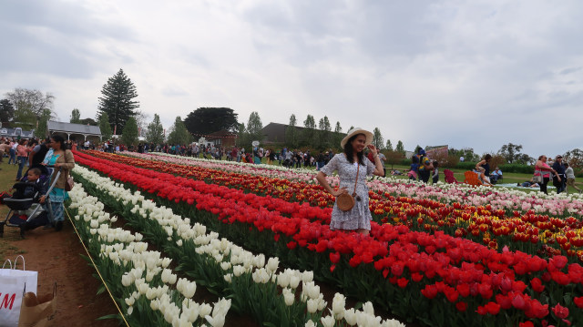 Piknik di Australia: Pilih ke Kebun Ceri atau Tulip? (63324)