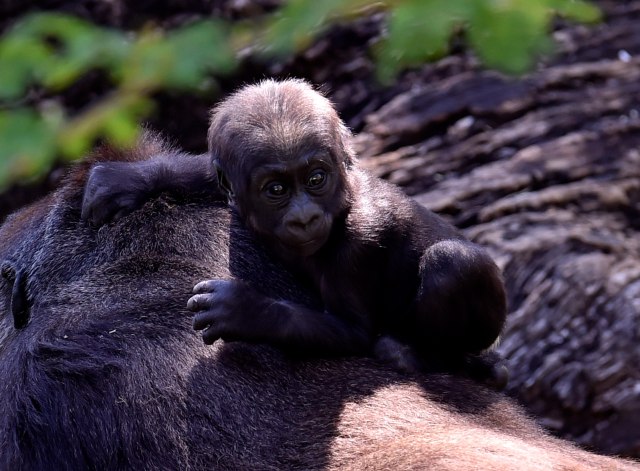 Bayi Gorila spesies langka di kebun binatang, di Belo Horizonte, Brasil. Foto: AFP/DOUGLAS MAGNO