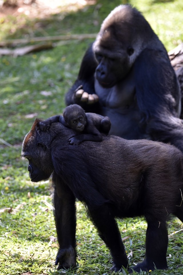 Gorila dataran rendah barat, Lou Lou menggendong bayinya di kebun binatang, di Belo Horizonte, Brasil. Foto: AFP/DOUGLAS MAGNO