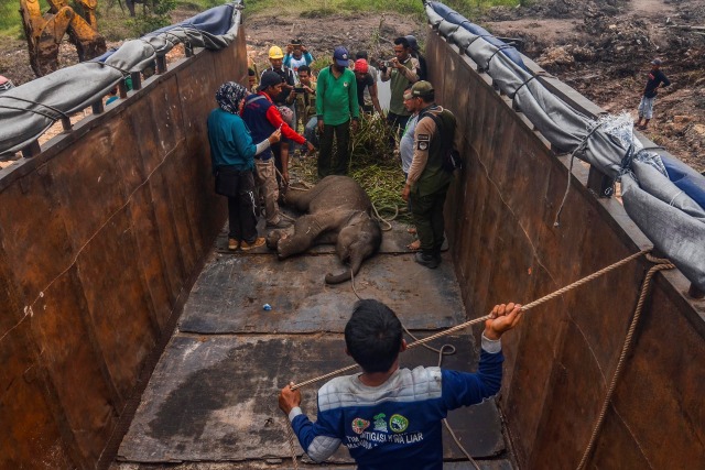 Petugas medis Balai Besar Konservasi Sumber Daya Alam (BBKSDA) Provinsi Riau mengevakuasi seekor anak gajah sumatera liar yang terluka di Kecamatan Sungai Mandau, Kabupaten Siak, Riau, Rabu (16/10/2019). Foto: ANTARA FOTO/Nimrod