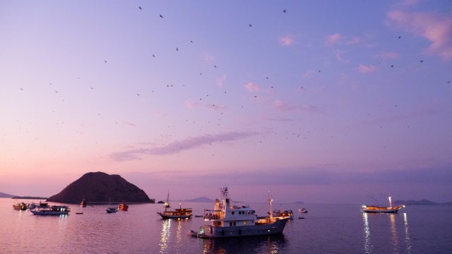 Ribuan kalong keluar dari Pulau Kalong. Foto: Andari Novianti/kumparan