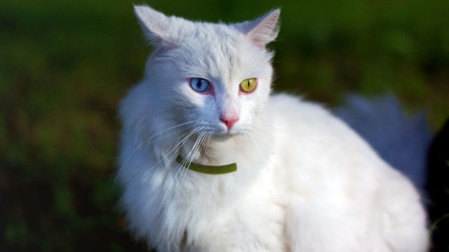 Ilustrasi kucing angora. Foto: shutter stock