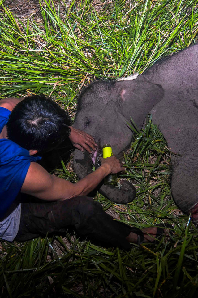 Salah seorang merawat bayi gajah yang terluka di Siak, Riau. Foto: AFP/WAHYUDIE