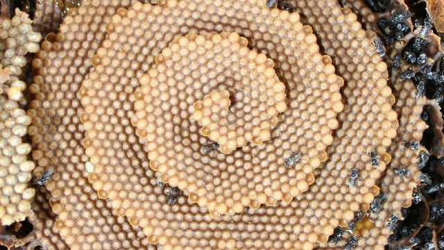 Foto:  Sugarbag bee adalah lebah dari Australia yang suka membangun sarangnya berbentuk lingkaran tidak beraturan