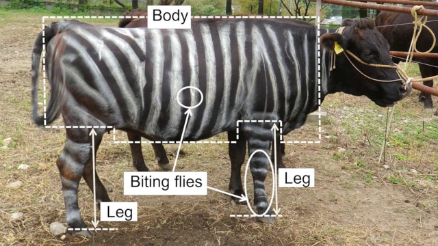 Sapi dengan diwarnai hitam putih mirip zebra. Foto: PLOS ONE.