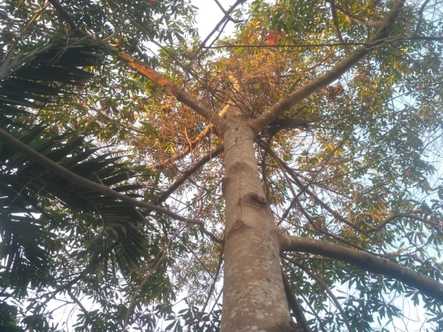 Pohon Jenitri di Lintang Panglipuran Sleman pada Selasa (17/10). Foto oleh : Widi Erha