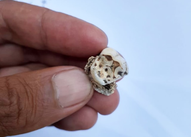 Gigi manusia prasejarah yang ditemukan peneliti Papua di Situs Yomokho yang berada di Kampung Dondai, Distrik Waibu, Kabupaten Jayapura, sekitar tepi Danau Sentani. (Foto dok Balai Peneliti Arkeolog Papua)