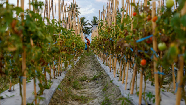 Petani memanen tomat di Desa Porame, Marawola, Sigi, Sulawesi Tengah. Foto: ANTARA FOTO/Basri Marzuki