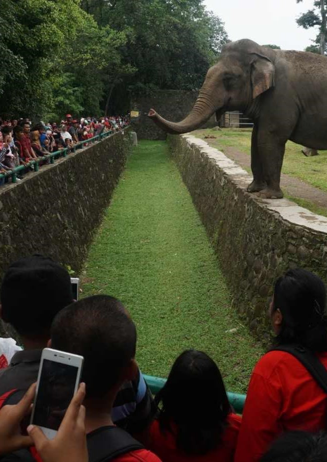 Kebun Binatang Ragunan. Foto: Shutterstock