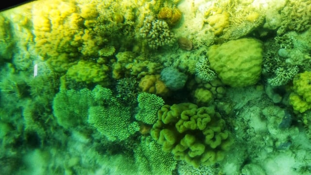 Aneka terumbu karang yang tumbuh di area konservasi terumbu karang di Desa Koja Doi. Foto: Mario WP Sina,florespedia. 