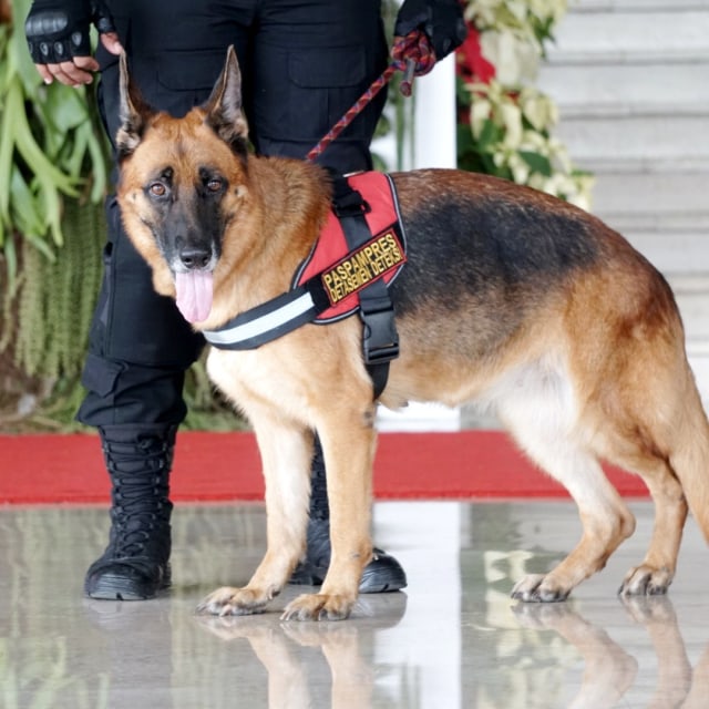Anjing pelacak bahan peledak Detasemen Paspampres berjaga di Kompleks Parlemen, Senayan, Jakarta, kamis (20/10).  Foto: Iqbal Firdaus/kumparan 
