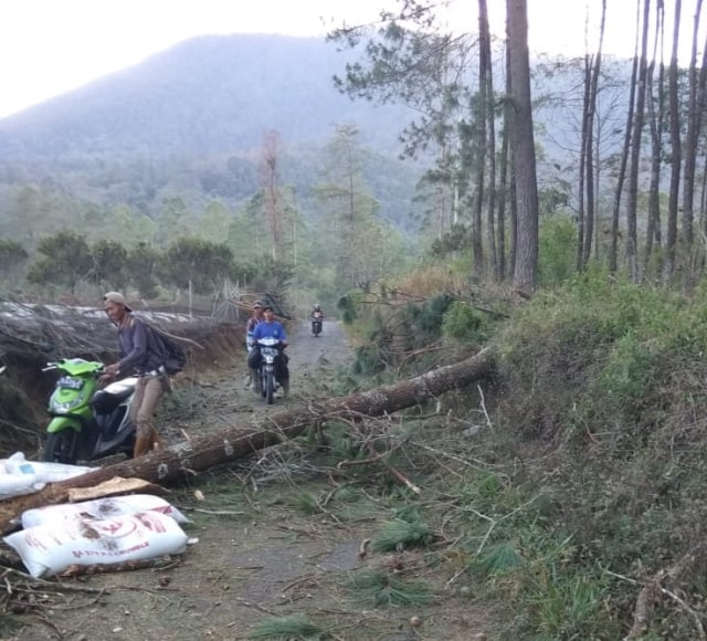 Sejumlah pohon di Desa Tejamulya, Kecamatan Argapura, Kabupaten Majalengka, Jawa Barat tumbang akibat angin Gunung Ciremai pada Senin (21/10). (Oki)