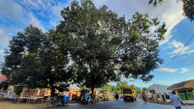 Pohon mangga yang direncanakan akan ditebang karena proyek pelebaran jalan. Senin, (21/10). Foto : Dok Banthayo.id