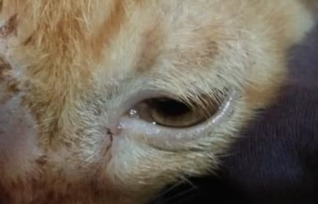 6 Kucing di Pontianak Jadi Korban Penganiayaan, Bahkan Alami Kebutaan (193996)