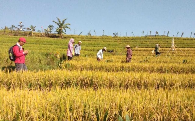 com-Program Dem Area Kementan Sukses, Panen Padi 9,3 Ton di Musim Kemarau. Foto: Dok. Dirjen Tanaman & Pangan