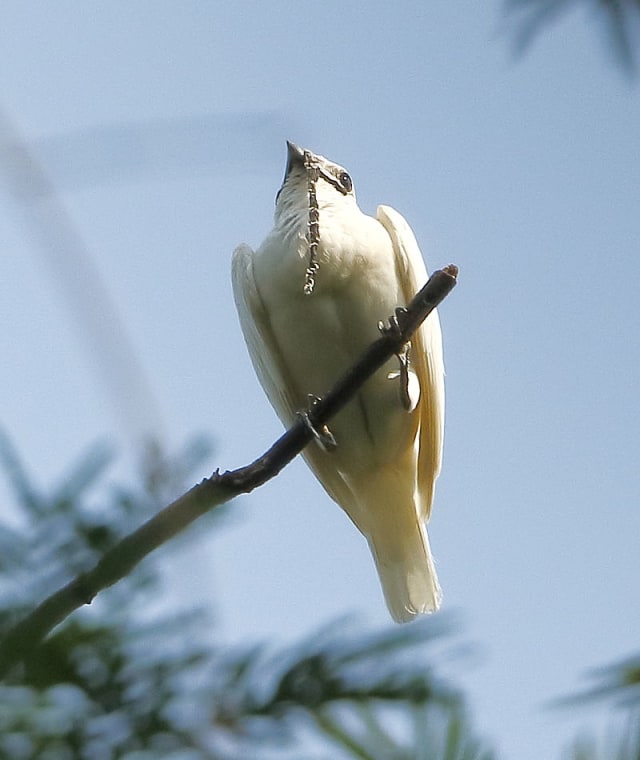 Bellbird putih. Foto: Hector Bottai via wikimedia commons.