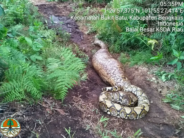 Balai Besar KSDA Riau mengevakuasi ular jenis Piton sepanjang 8 meter. Foto: BBKSDA Riau