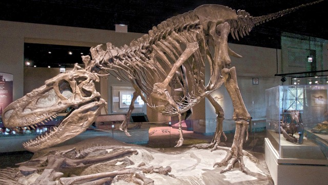 Foto: Fosil Tyrannosaurus Rex terlengkap bernama SUE ada di Museum Field