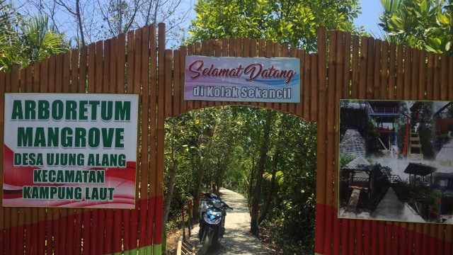 Mangrove di Kampung Laut Cilacap. Foto: Moh Fajri/kumparan