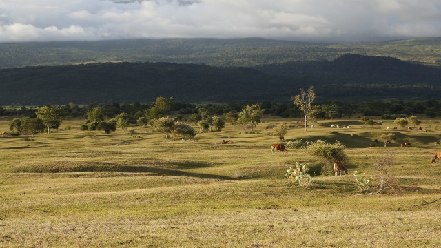 Padang Savana Tambora. Foto: Info Dompu