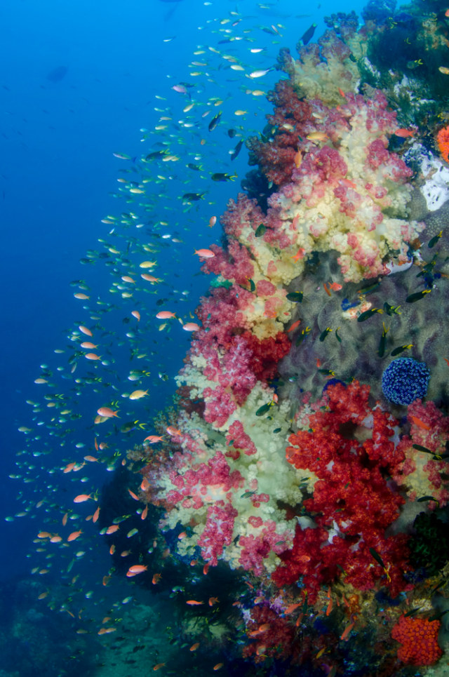 Ikan dan terumbu karang dalam berbagai warna menghiasi Teluk Triton  Foto: Shutter Stock