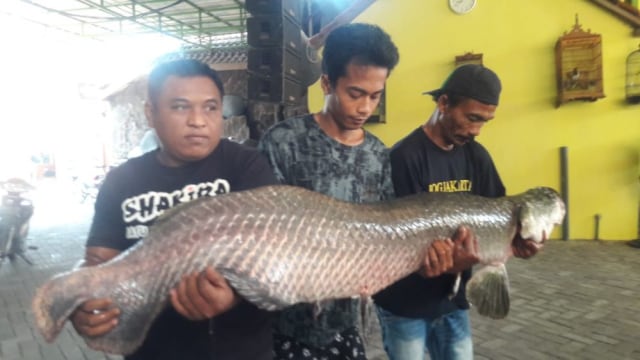 Ikan Arapaima milik Masudin yang mati