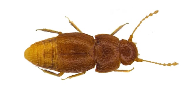 Spesies kumbang yang diberi nama Greta Thunberg. Foto: Dok. Natural History Museum