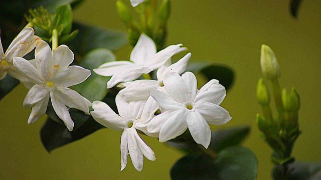 Bunga Melati. Foto: Pixabay