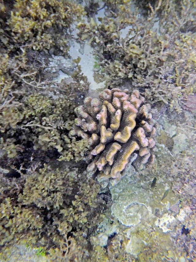 Foto: Mengintip Pesona Taman Bawah Laut di Raja Ampat, Papua Barat (160572)