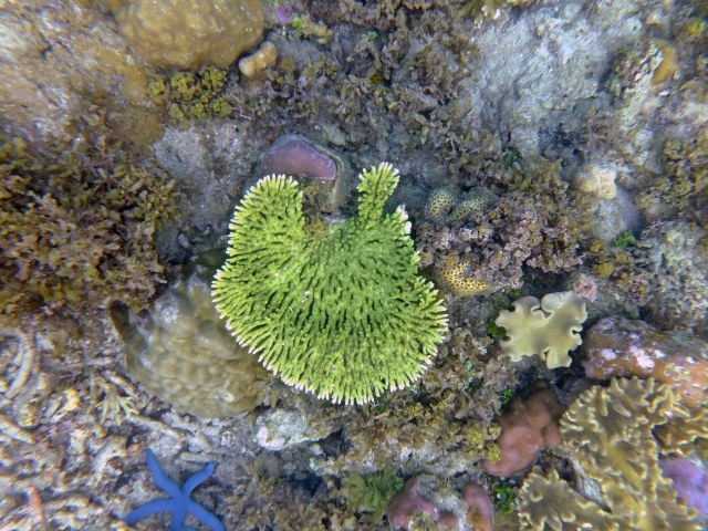 Foto: Mengintip Pesona Taman Bawah Laut di Raja Ampat, Papua Barat (160573)