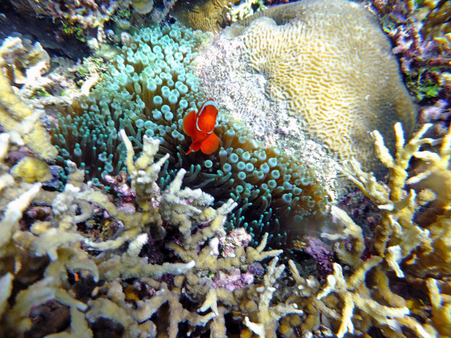 Foto: Mengintip Pesona Taman Bawah Laut di Raja Ampat, Papua Barat (160570)
