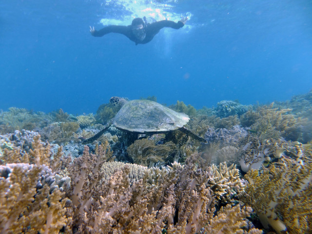 Jika beruntung, wisatawan dapat melihat penyu saat snorkeling di Sawandarek, Raja Ampat, Papua Barat. Foto: Ni Wayan Sambreg