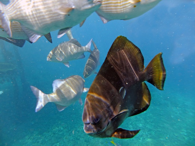 Foto: Mengintip Pesona Taman Bawah Laut di Raja Ampat, Papua Barat (160569)