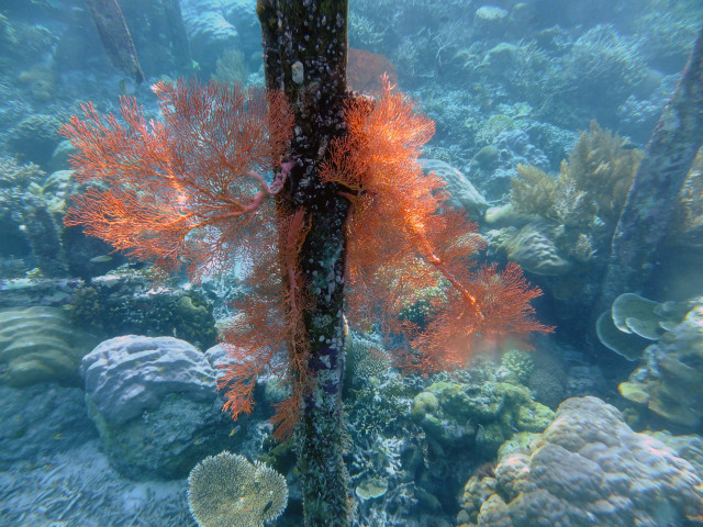 Foto: Mengintip Pesona Taman Bawah Laut di Raja Ampat, Papua Barat (160565)