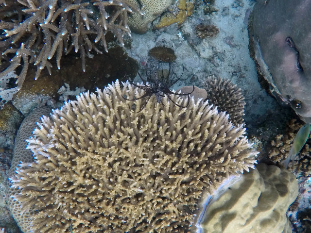 Foto: Mengintip Pesona Taman Bawah Laut di Raja Ampat, Papua Barat (160566)