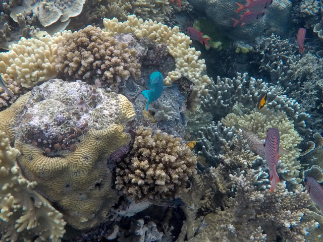 Foto: Mengintip Pesona Taman Bawah Laut di Raja Ampat, Papua Barat (160567)