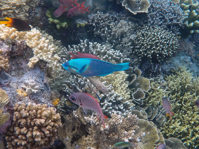 Foto: Mengintip Pesona Taman Bawah Laut di Raja Ampat, Papua Barat (160564)