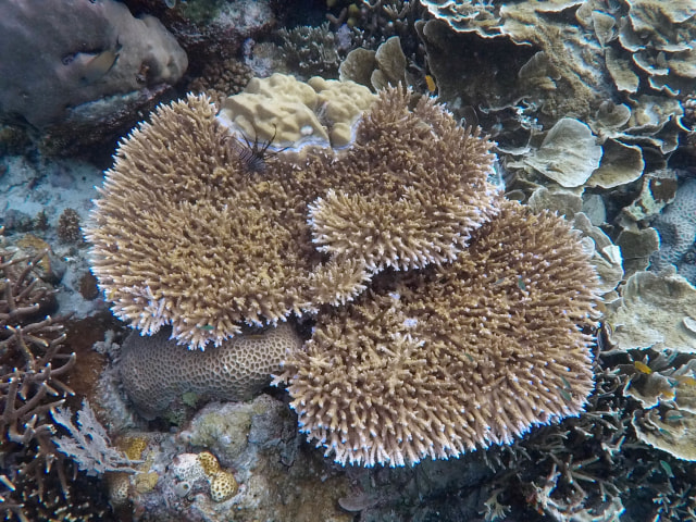 Snorkeling Raja Ampat