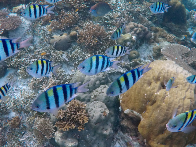 Schooling fish juga sering dijumpai saat snorkeling di Friwen Wall. Foto: Muhammad Sri Dipo