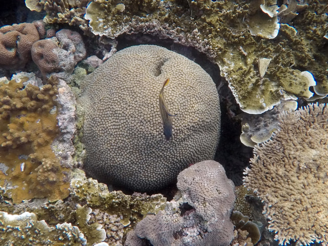 Foto: Mengintip Pesona Taman Bawah Laut di Raja Ampat ...