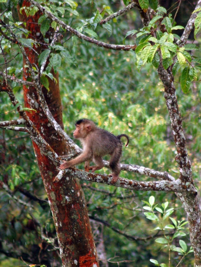 Seekor anak beruk liar bermain di pepohonan kawasan hutan Kabupaten Pasaman Barat, Sumatera Barat. Foto: ANTARA FOTO/Iggoy el Fitra